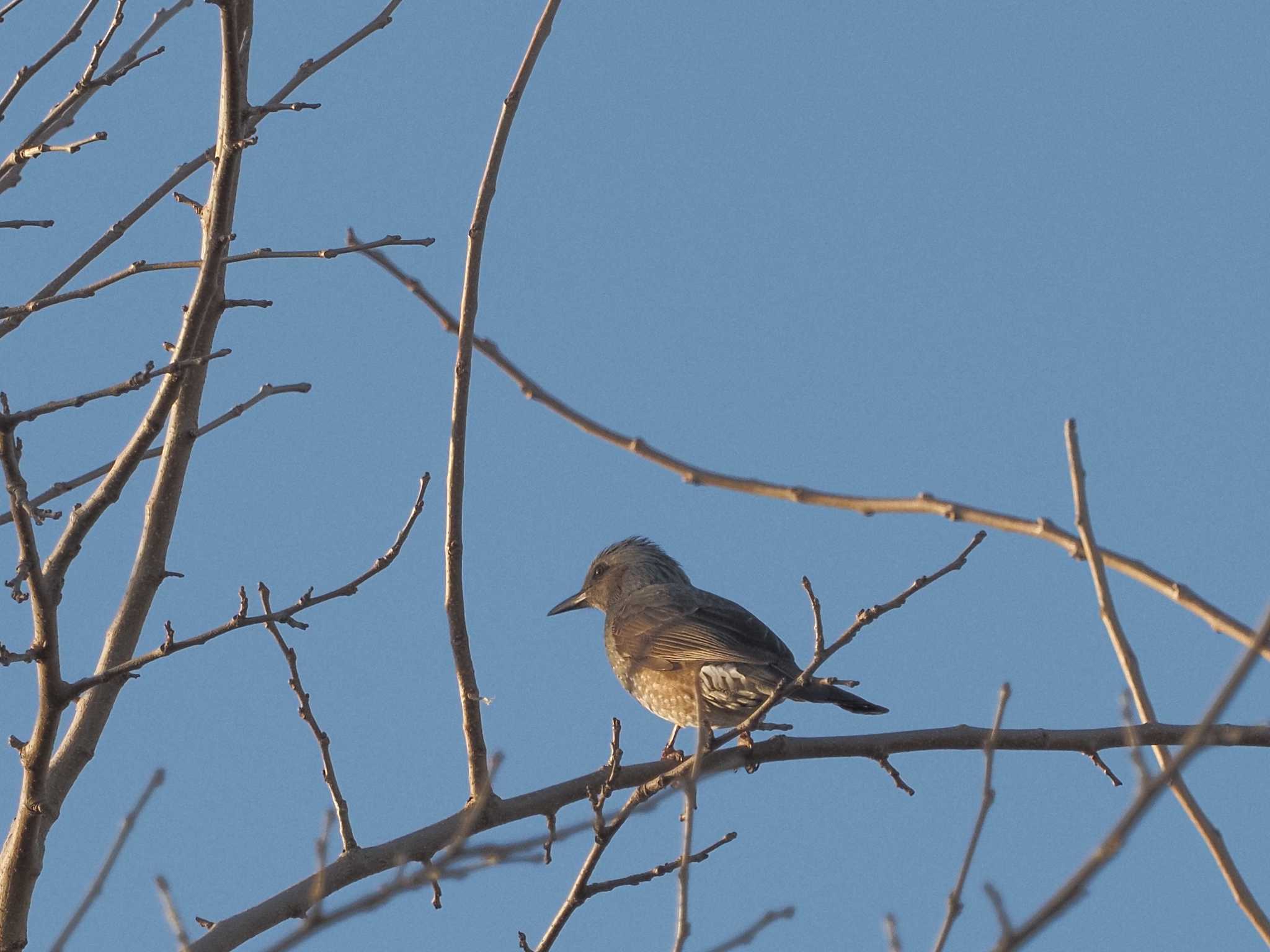 Brown-eared Bulbul