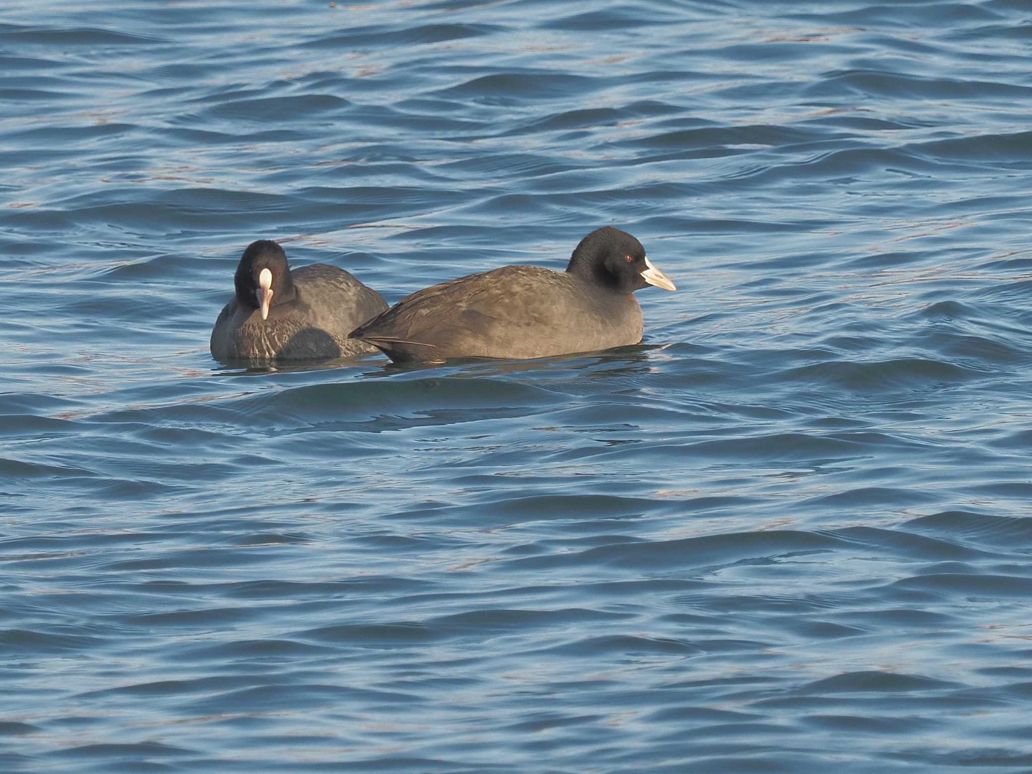 Photo of Eurasian Coot at 笠松みなと公園 by MaNu猫