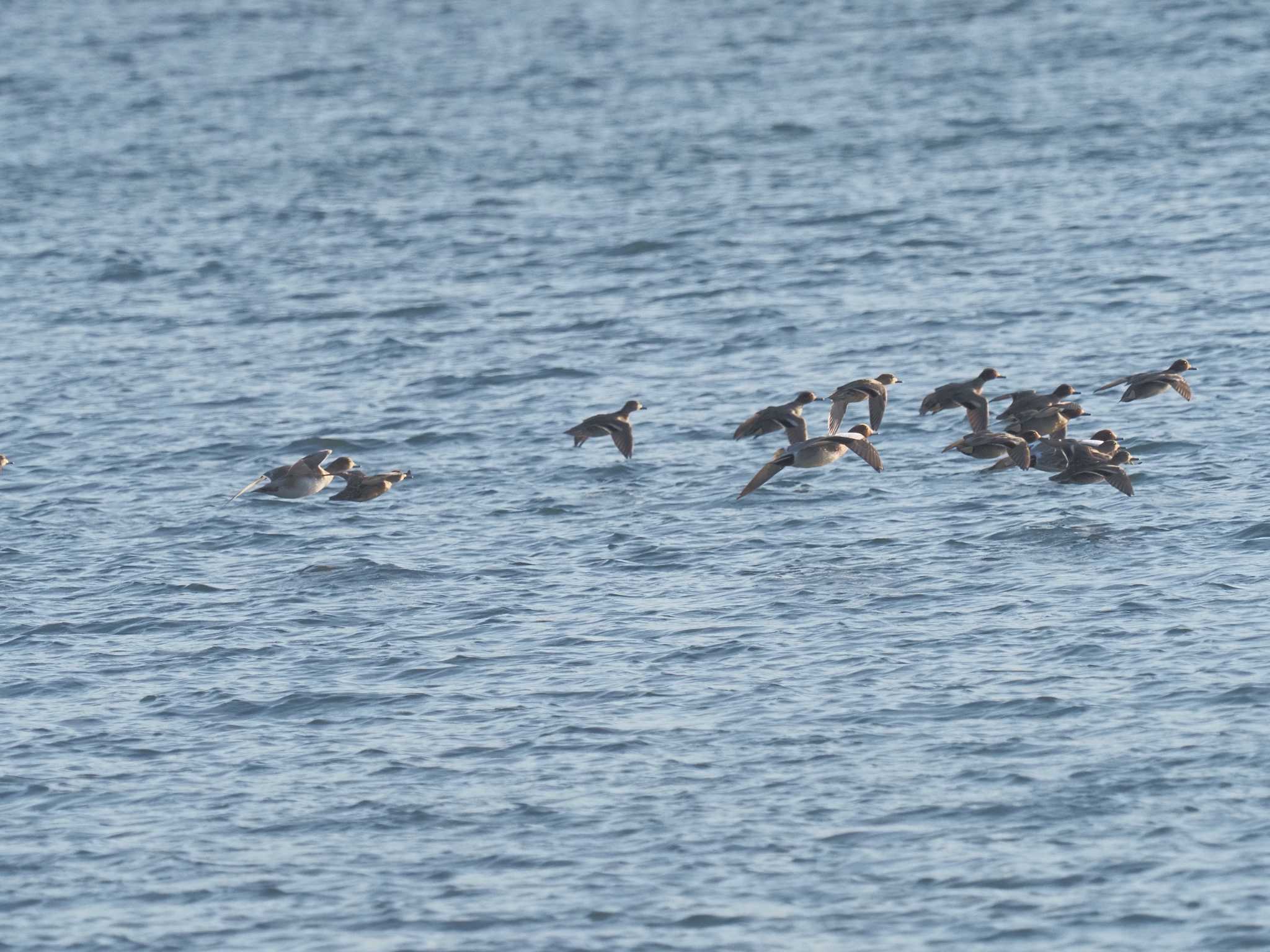 Photo of Eurasian Wigeon at 笠松みなと公園 by MaNu猫