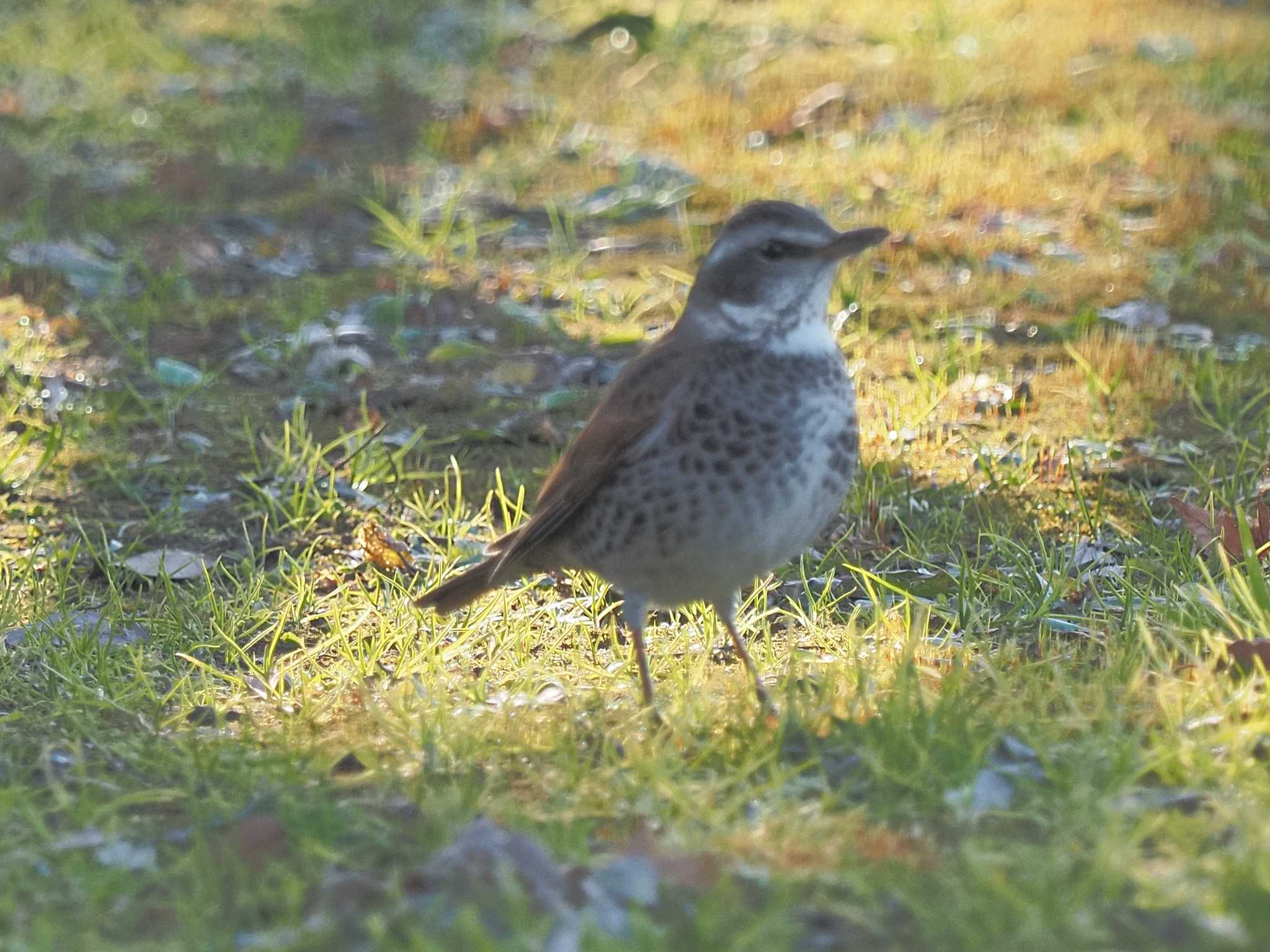 Dusky Thrush