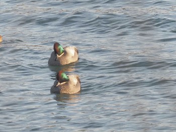 2024年1月19日(金) 笠松みなと公園の野鳥観察記録