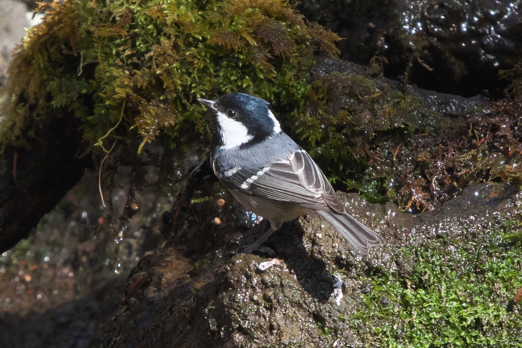 Photo of Coal Tit at 大洞の水場 by Y. Watanabe
