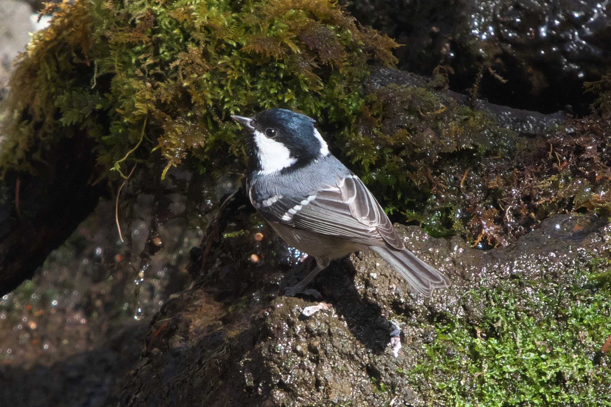 Coal Tit