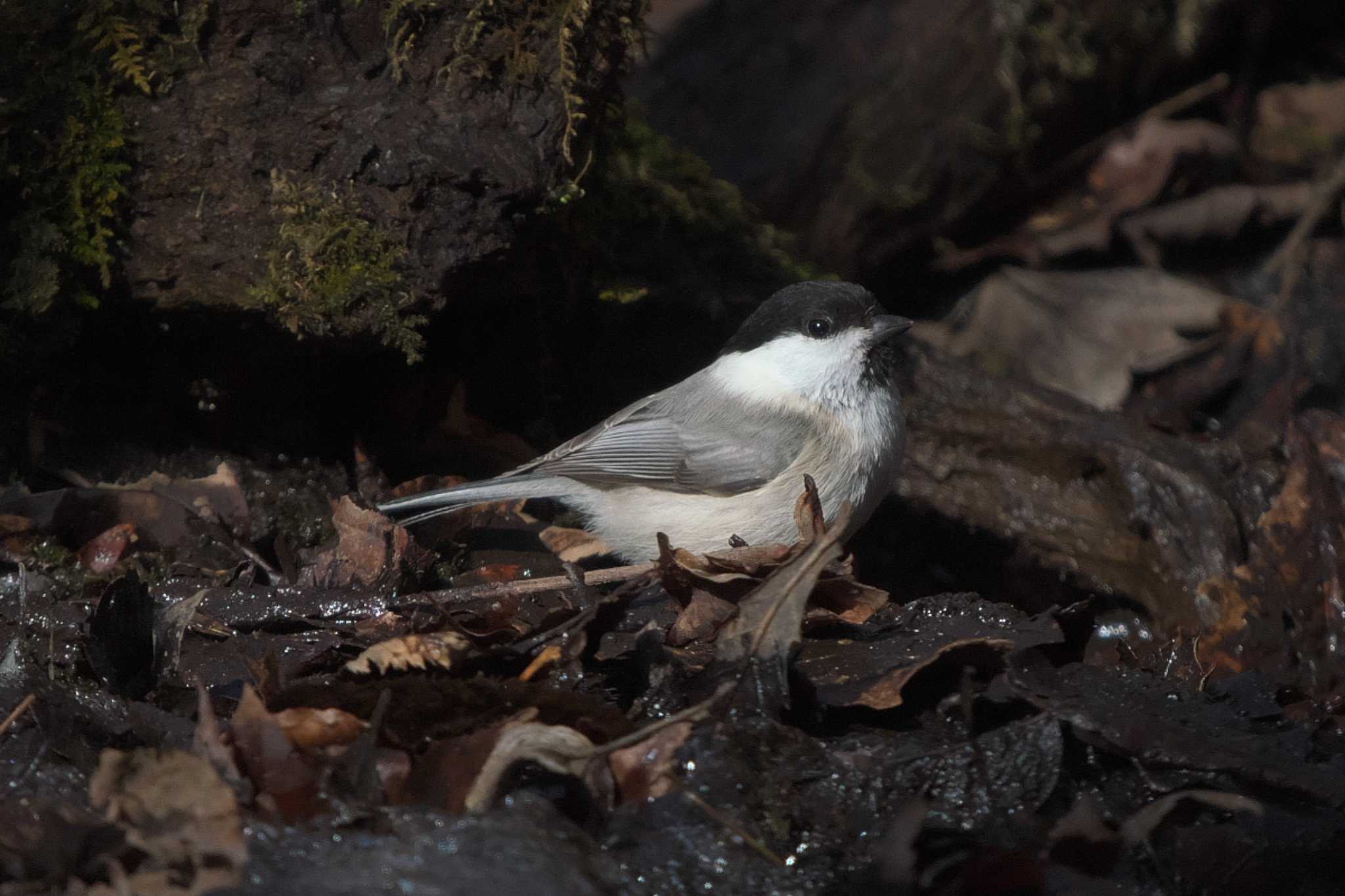 Willow Tit