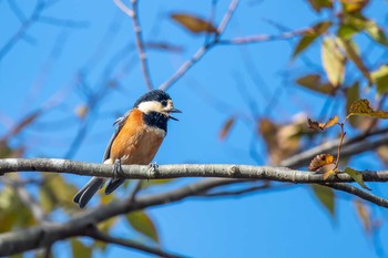 2018年11月1日(木) 三木山森林公園の野鳥観察記録