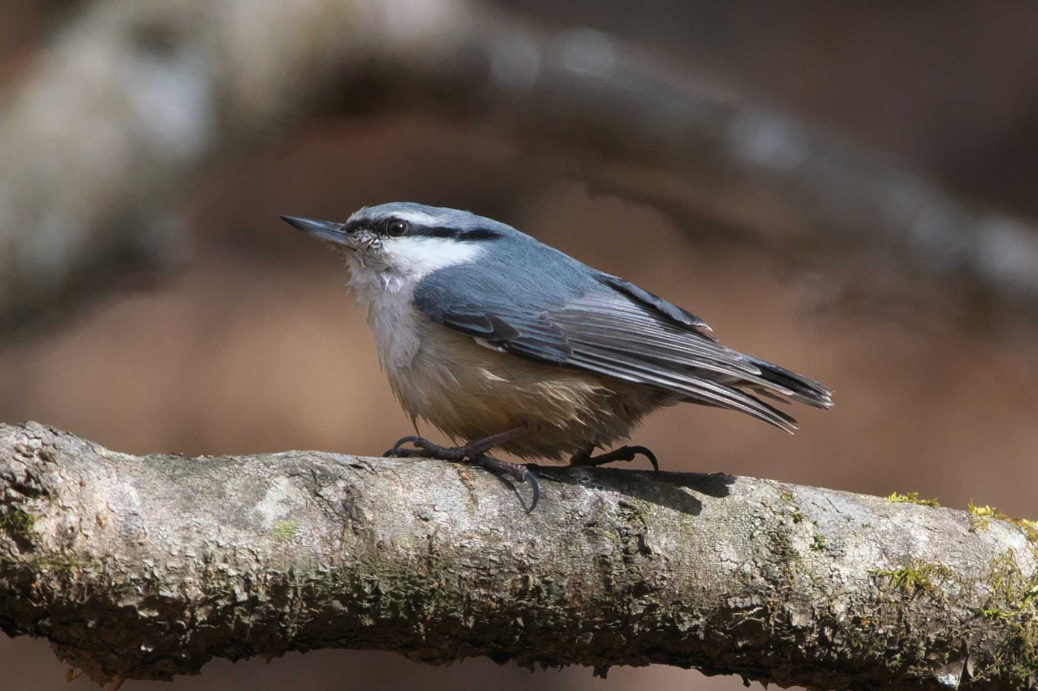 Photo of Eurasian Nuthatch at 大洞の水場 by Y. Watanabe