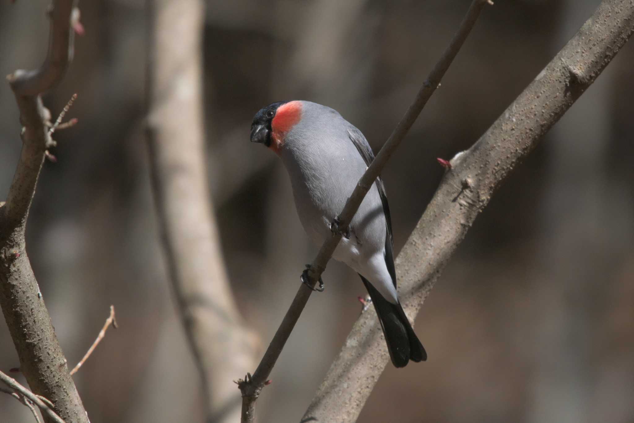 Eurasian Bullfinch