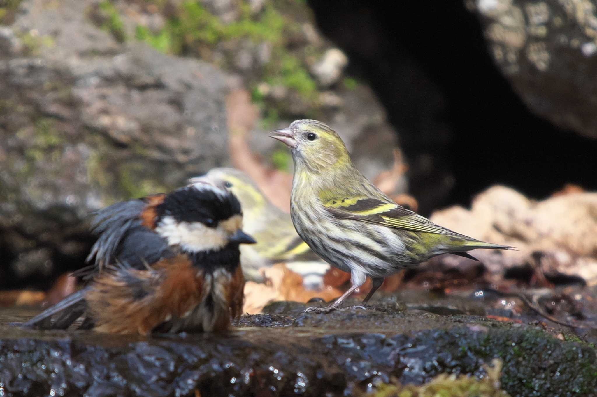 Eurasian Siskin