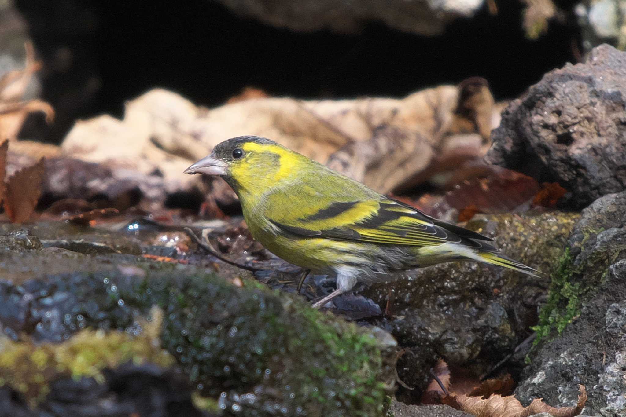 Eurasian Siskin