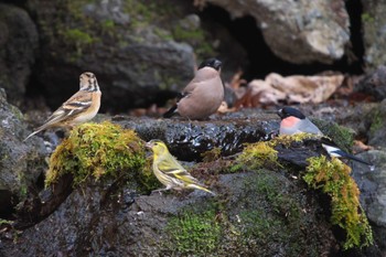 Fri, 1/19/2024 Birding report at 大洞の水場