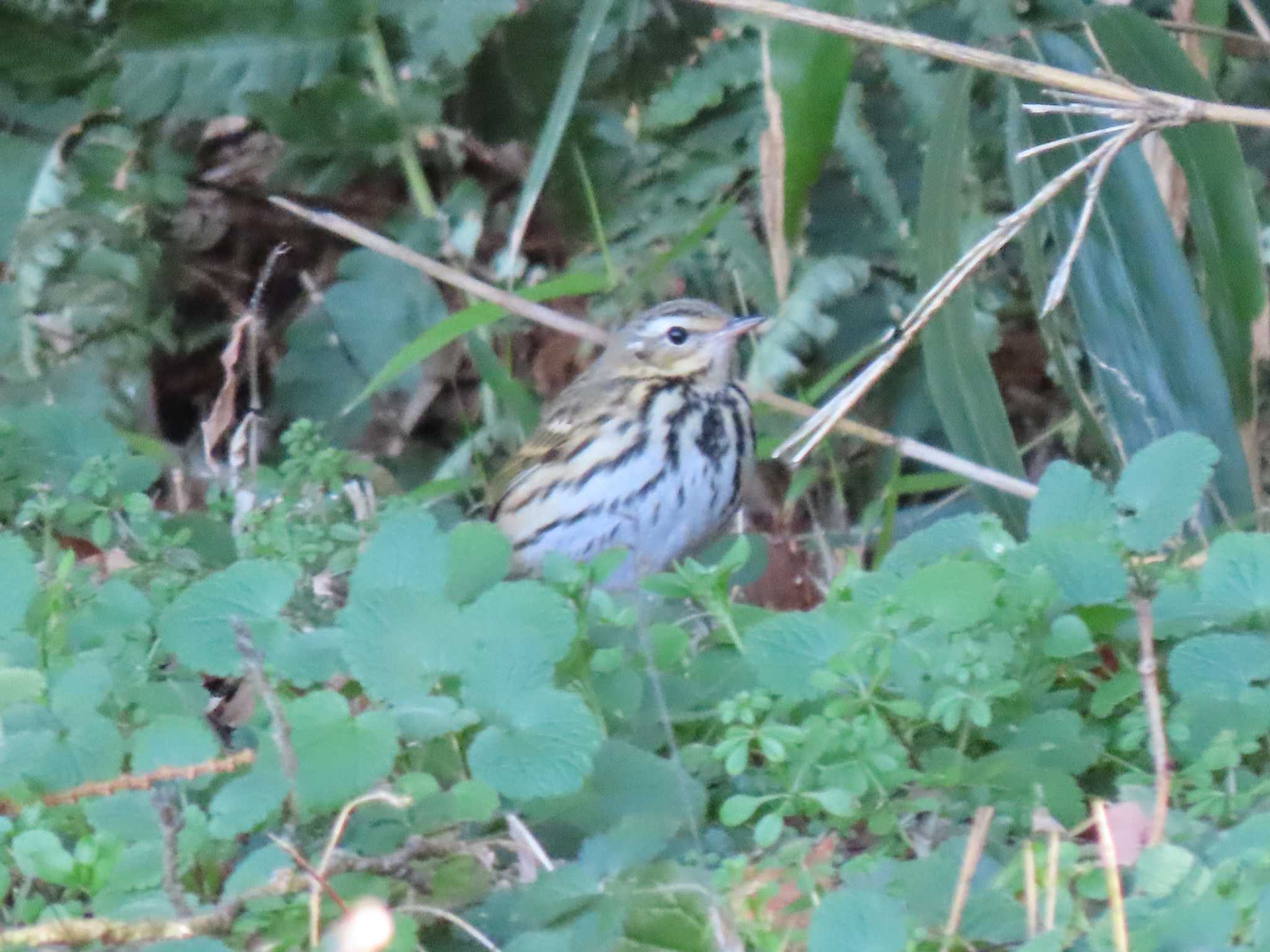 Olive-backed Pipit