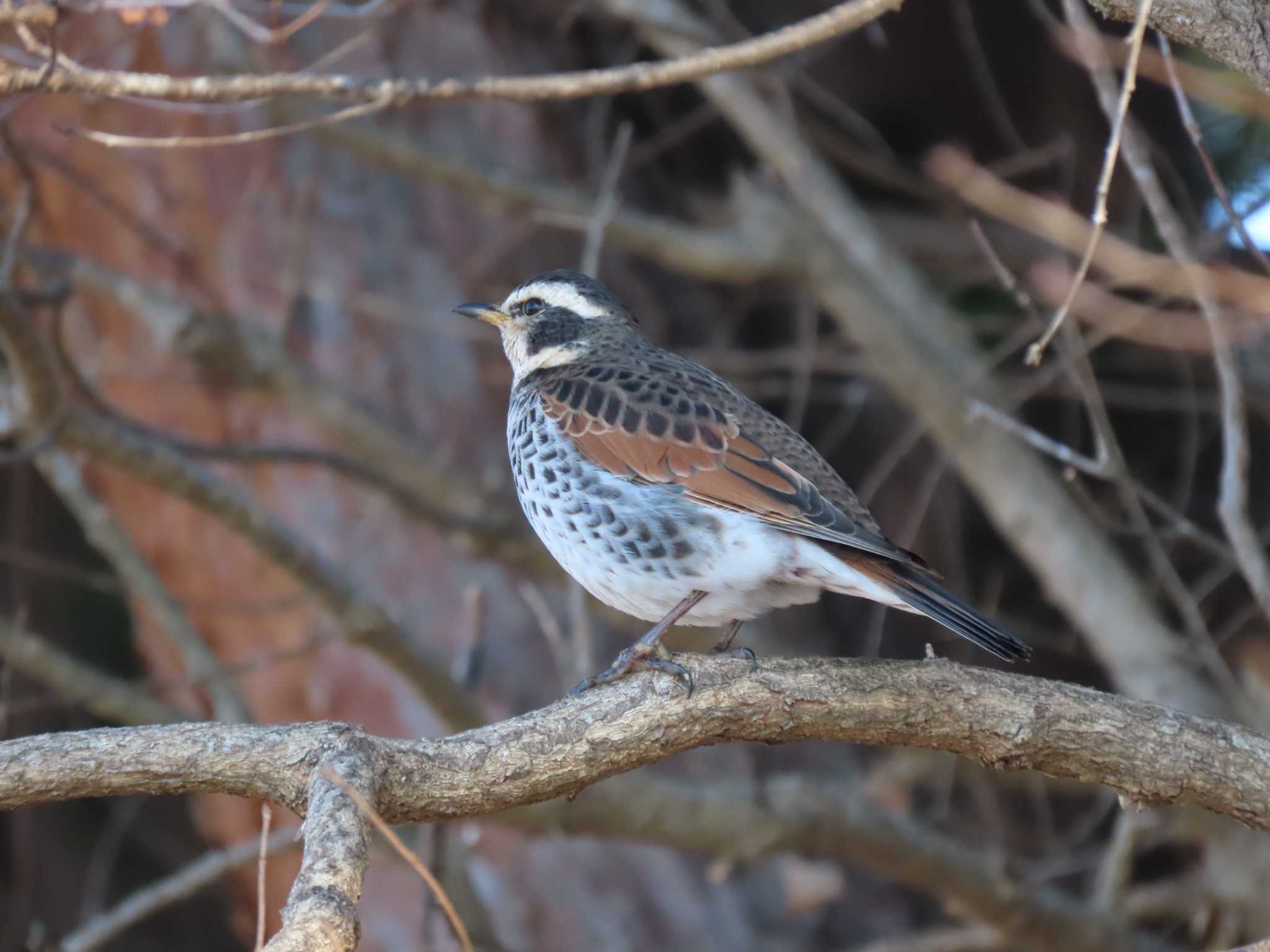 Dusky Thrush