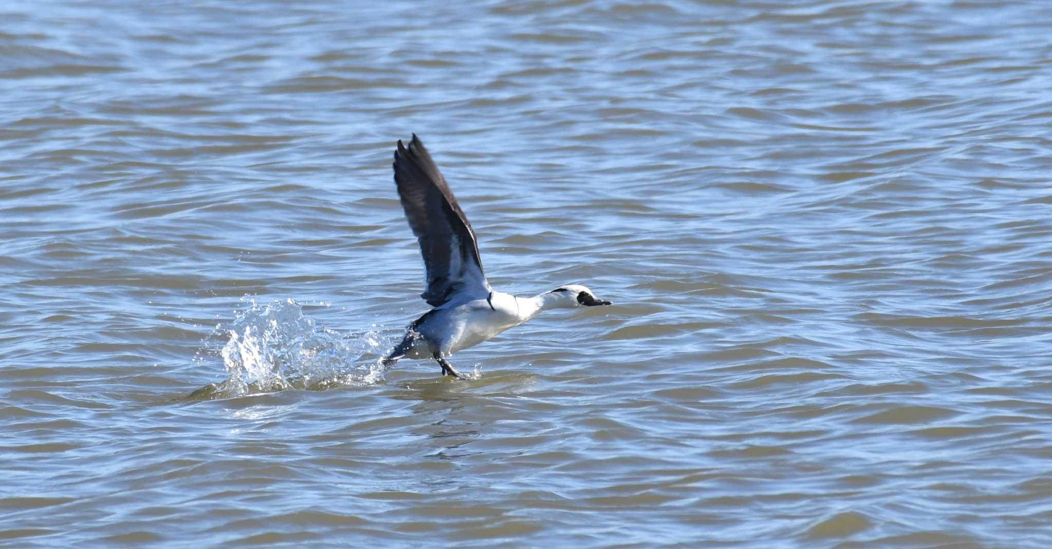 Photo of Smew at 河北潟 by 岸岡智也