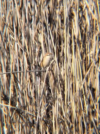 Fri, 12/29/2023 Birding report at 三橋総合公園