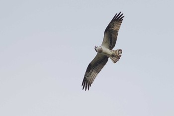 Osprey 愛知県 Fri, 1/19/2024