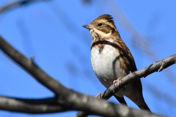 カシラダカ 神代植物公園 2024年1月13日(土)