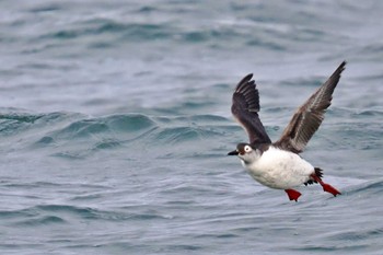 Spectacled Guillemot 歯舞漁港(根室) Wed, 1/17/2024