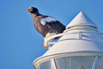 Steller's Sea Eagle 歯舞漁港(根室) Wed, 1/17/2024