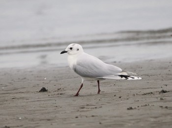 ズグロカモメ ふなばし三番瀬海浜公園 2024年1月20日(土)