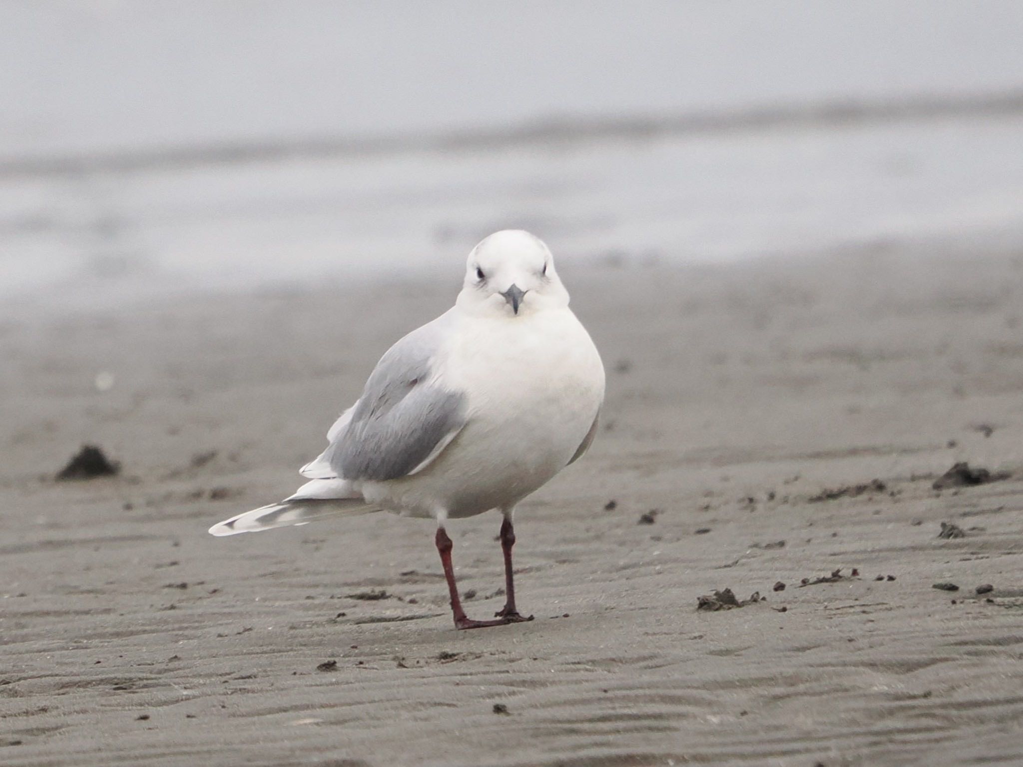 Saunders's Gull