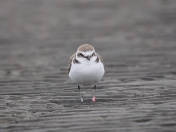 シロチドリ ふなばし三番瀬海浜公園 2024年1月20日(土)