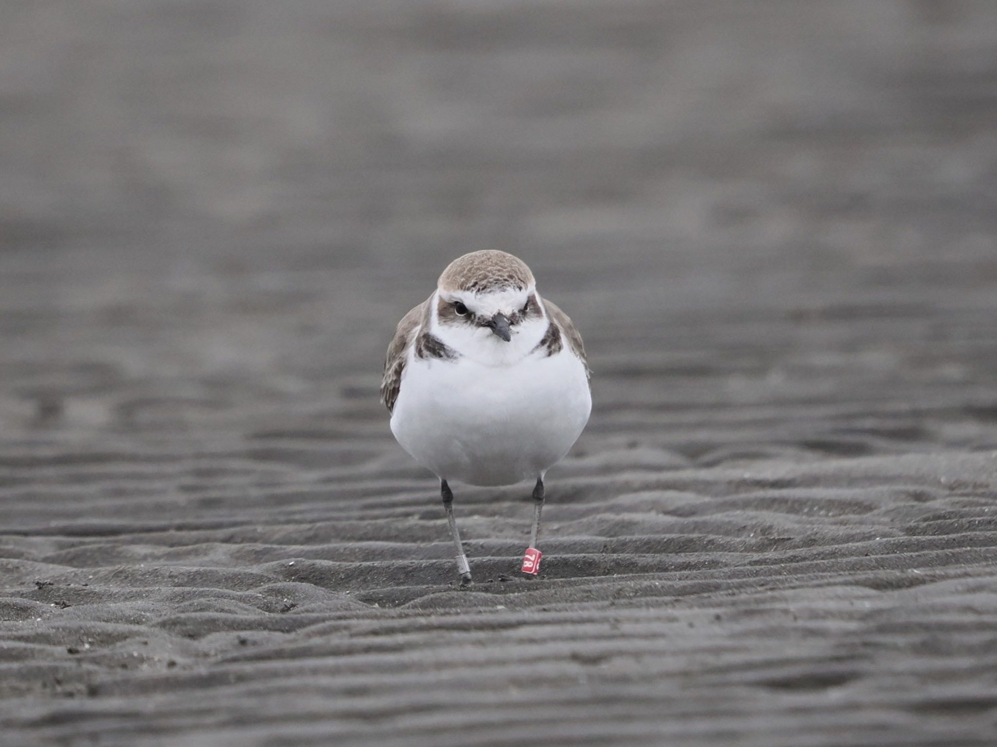 Kentish Plover