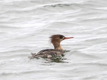 Red-breasted Merganser Sambanze Tideland Sat, 1/20/2024