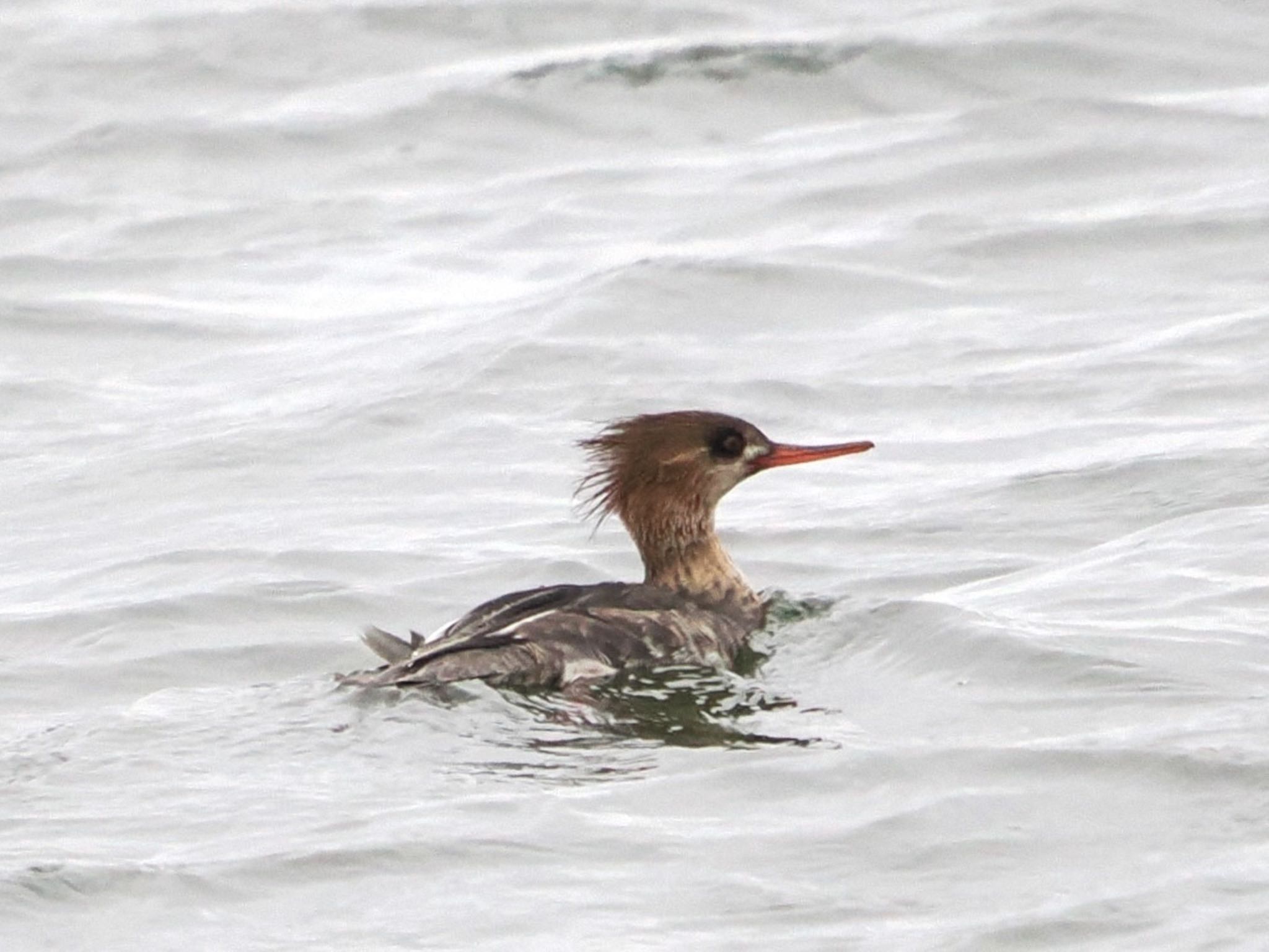 Photo of Red-breasted Merganser at Sambanze Tideland by ぽぽぽ