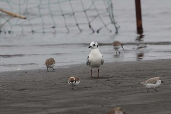 2024年1月20日(土) ふなばし三番瀬海浜公園の野鳥観察記録