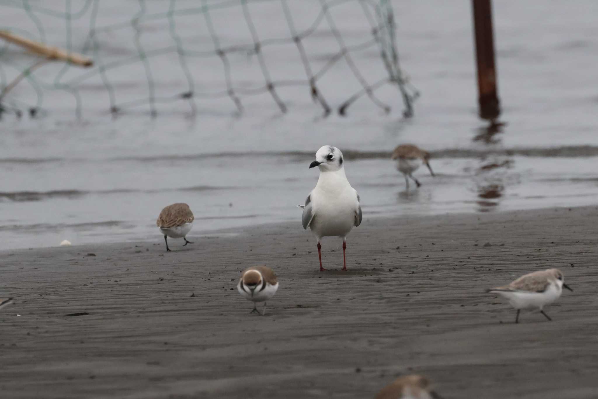 ふなばし三番瀬海浜公園 ズグロカモメの写真 by ぼぼぼ