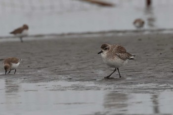 ダイゼン ふなばし三番瀬海浜公園 2024年1月20日(土)