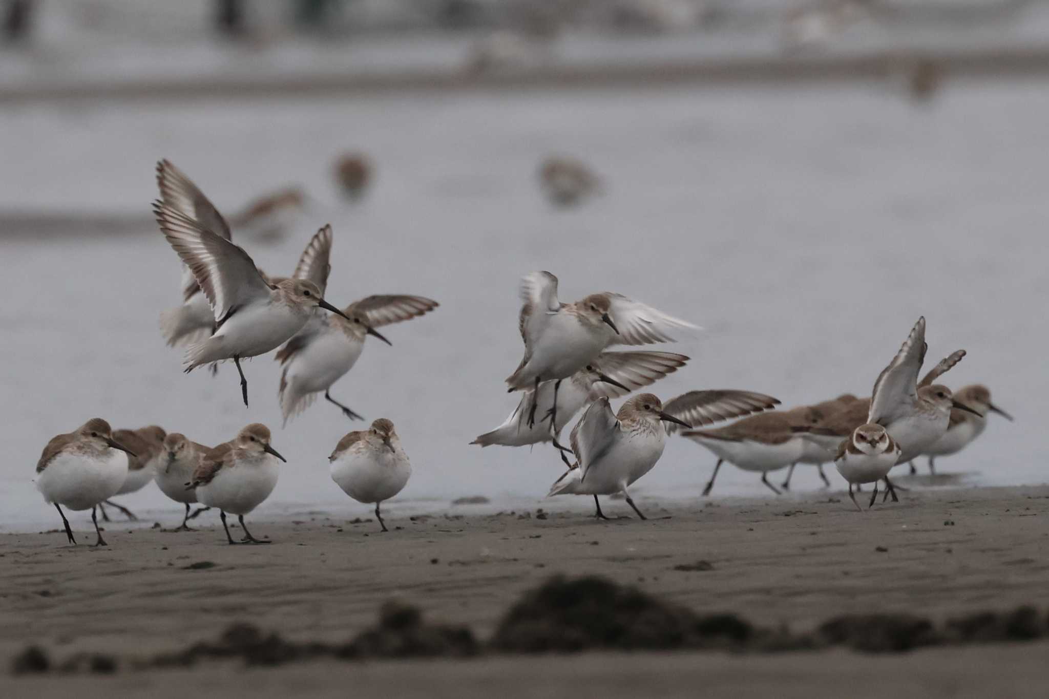 ふなばし三番瀬海浜公園 ハマシギの写真 by ぼぼぼ