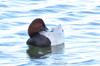 Common Pochard Unknown Spots Sat, 11/3/2018