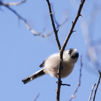 Long-tailed Tit 仙台市・水の森公園 Sat, 1/20/2024