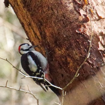 Great Spotted Woodpecker 仙台市・水の森公園 Sat, 1/20/2024