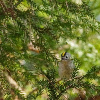 Goldcrest 仙台市・水の森公園 Sat, 1/20/2024