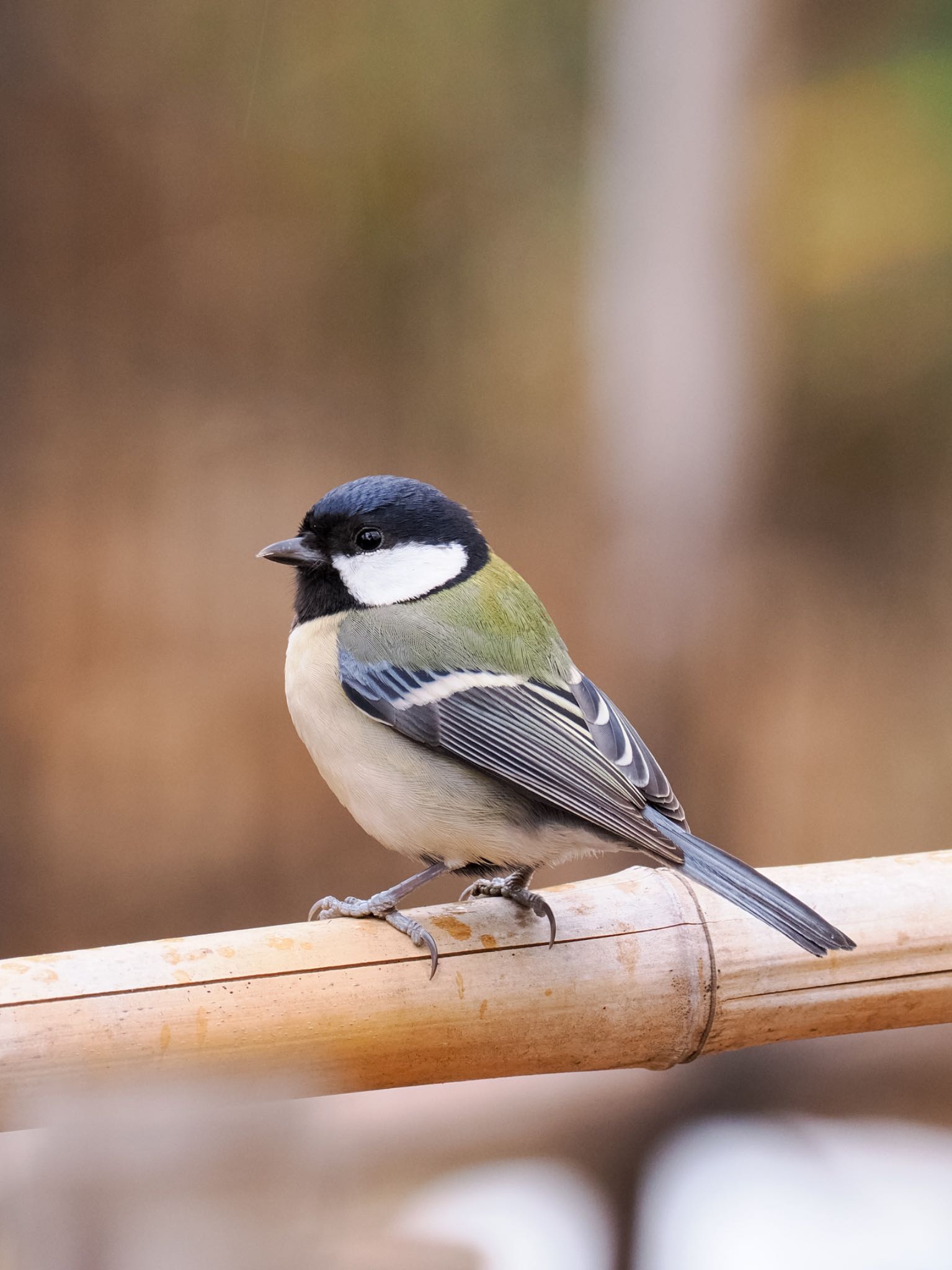 Photo of Japanese Tit at Kinuta Park by daffy@お散歩探鳥＆遠征探鳥♪