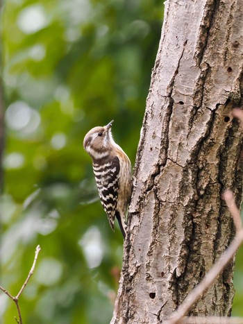 Japanese Pygmy Woodpecker Kinuta Park Sat, 1/20/2024