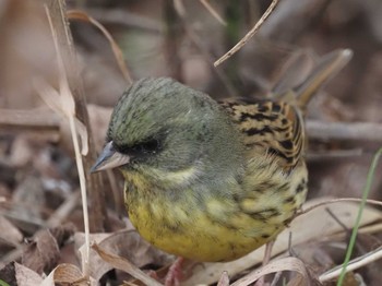 Masked Bunting Kitamoto Nature Observation Park Wed, 1/3/2024