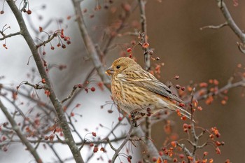 Pallas's Rosefinch 岡谷林道 Thu, 1/18/2024