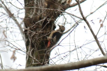 Great Spotted Woodpecker 大町自然観察園 Sat, 1/20/2024