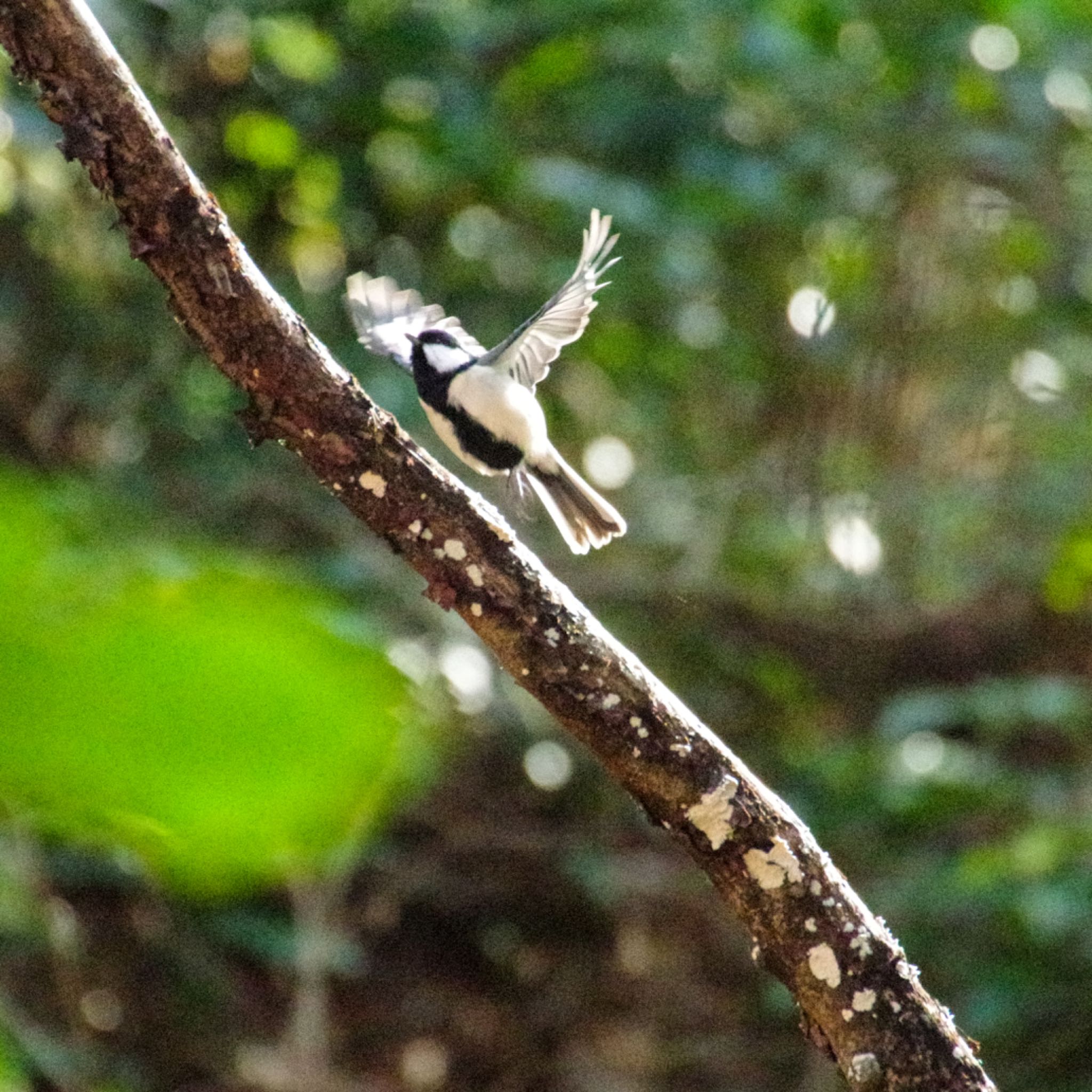 Photo of Japanese Tit at 仙台市・水の森公園 by モズもず