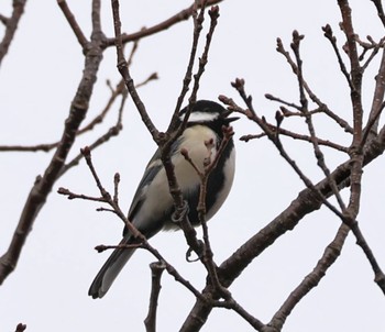 Japanese Tit 甲山森林公園 Sat, 1/20/2024