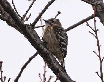 Japanese Pygmy Woodpecker 甲山森林公園 Sat, 1/20/2024