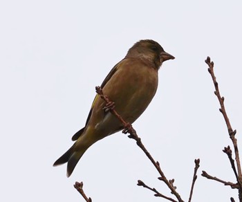 Grey-capped Greenfinch 甲山森林公園 Sat, 1/20/2024