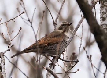 Dusky Thrush 甲山森林公園 Sat, 1/20/2024