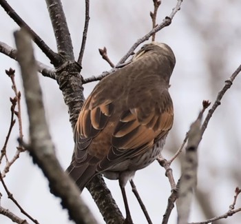 Dusky Thrush 甲山森林公園 Sat, 1/20/2024