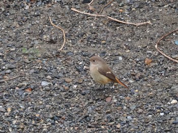 2024年1月20日(土) 境川遊水地公園の野鳥観察記録