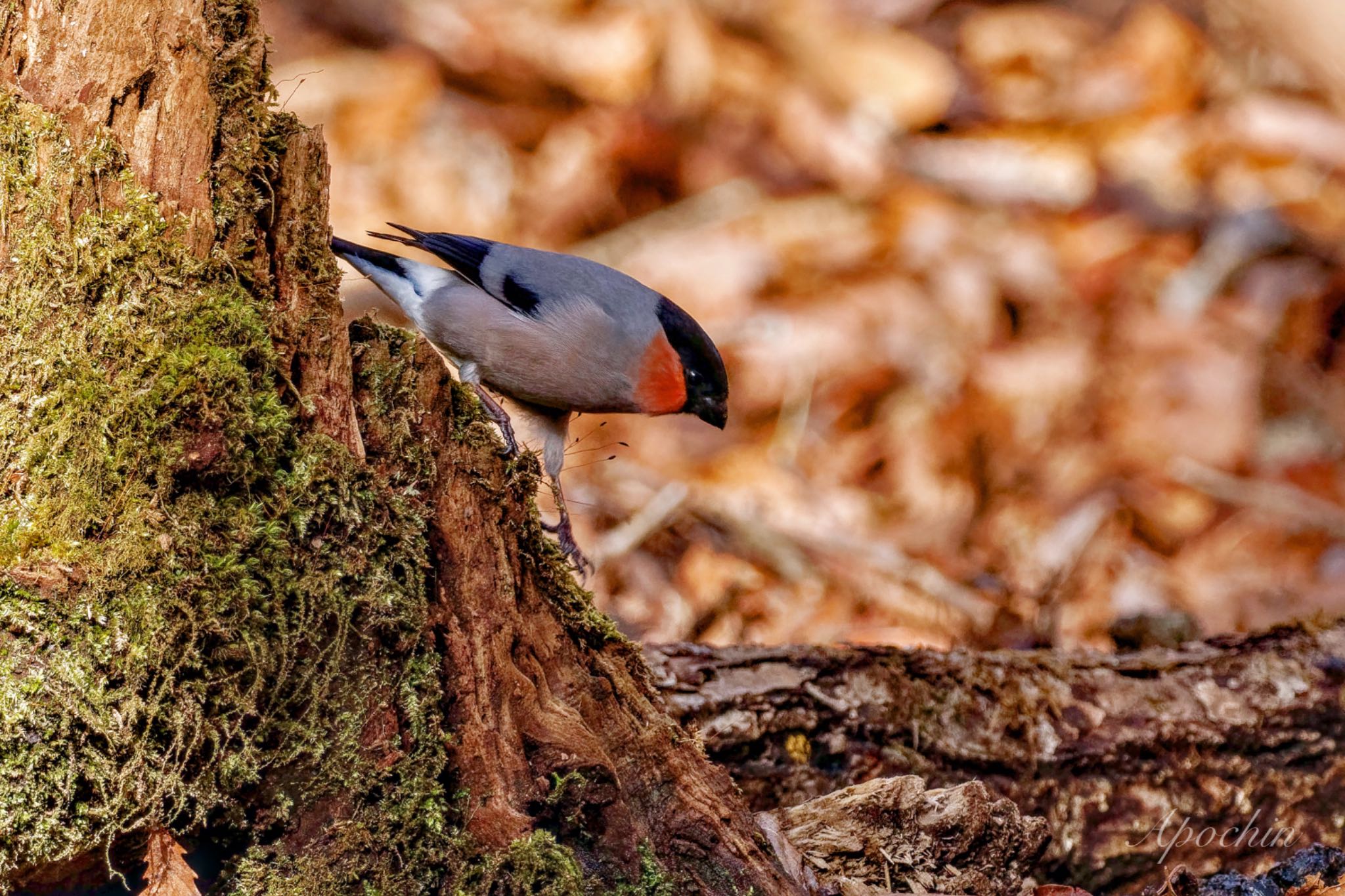 Eurasian Bullfinch