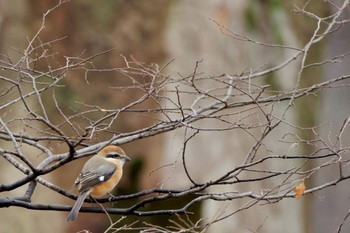 2024年1月20日(土) 山梨県森林公園金川の森(山梨県笛吹市)の野鳥観察記録